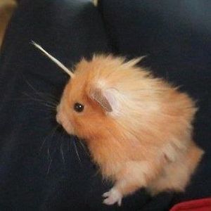 Meet your Posher, Loriann